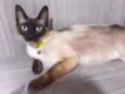 DALILA