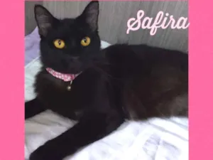 Gato raça srd idade 7 a 11 meses nome Safira