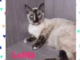 Gato raça SRD idade 7 a 11 meses nome LOLITA
