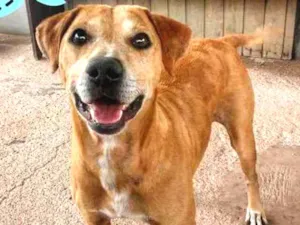 Cachorro raça Viral Lata idade 3 anos nome Pepê