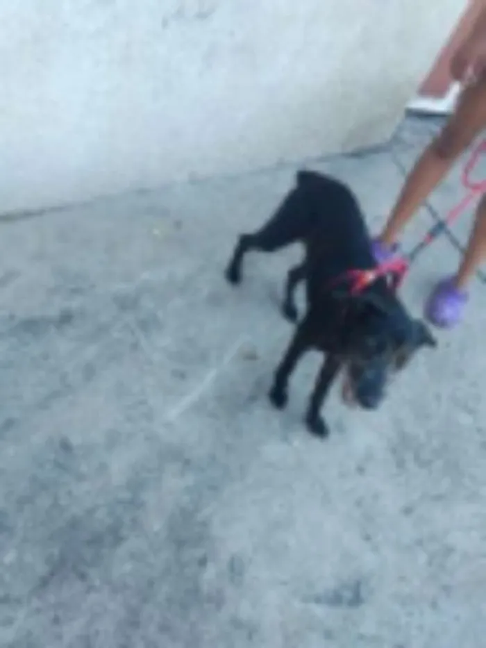 Cachorro ra a  idade 1 ano nome Cloy