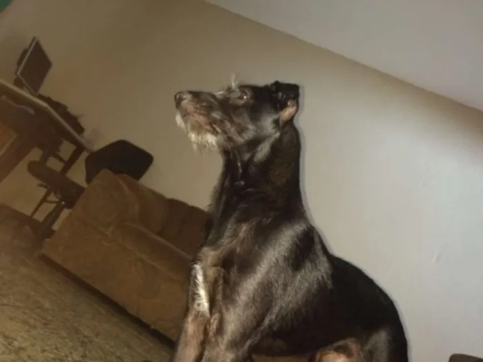 Cachorro ra a  idade 1 ano nome Cloy
