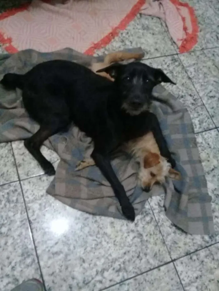 Cachorro ra a  idade 1 ano nome Cloy