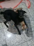 Cloy