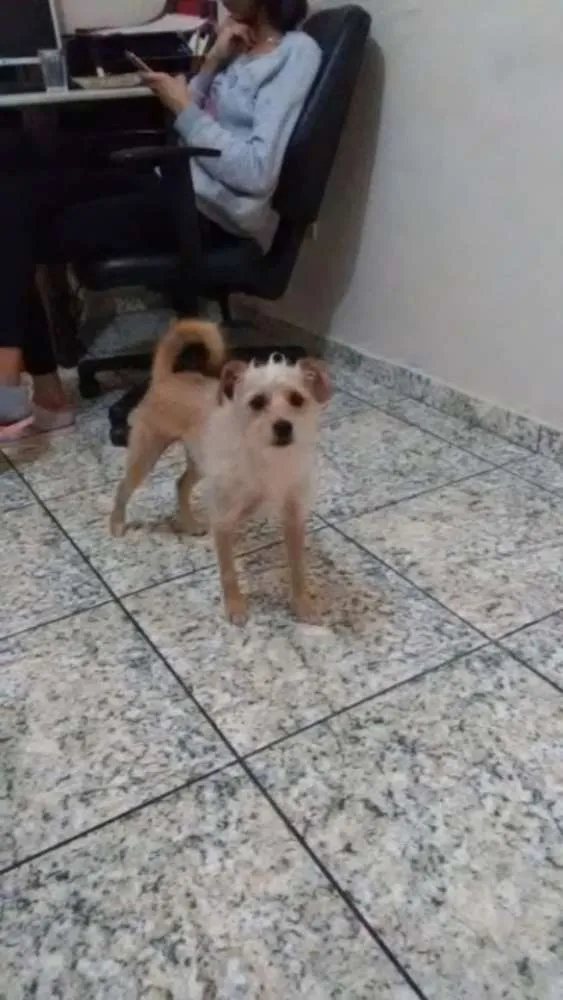 Cachorro ra a  idade 1 ano nome Cloy