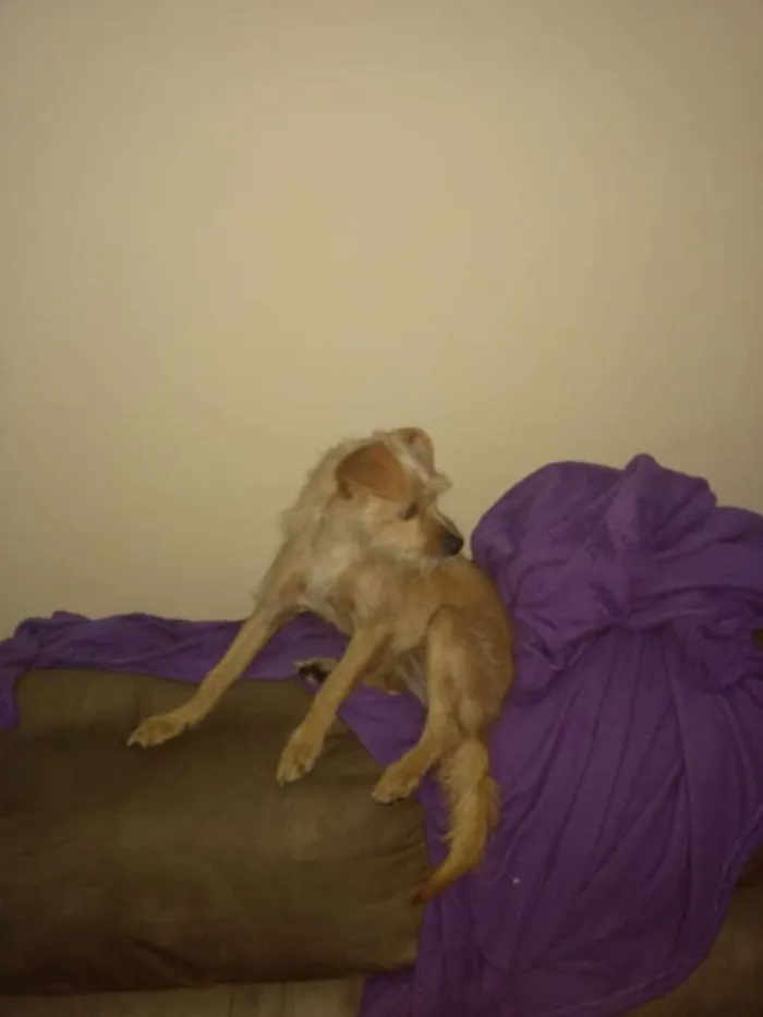 Cachorro ra a  idade 1 ano nome Cloy