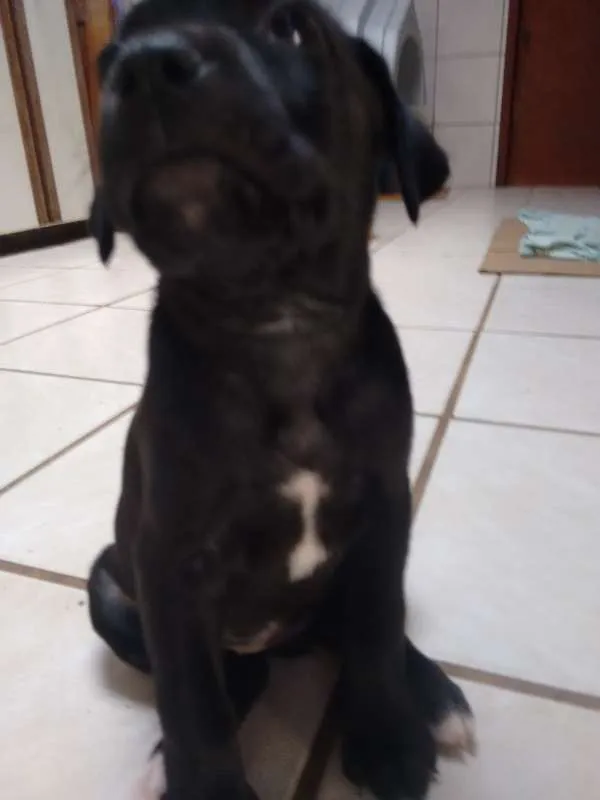 Cachorro ra a American (mãe) idade Abaixo de 2 meses nome Queen Latifah