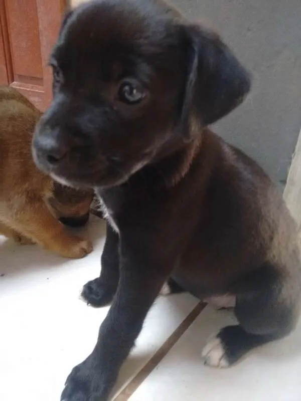 Cachorro ra a American (mãe) idade Abaixo de 2 meses nome Queen Latifah