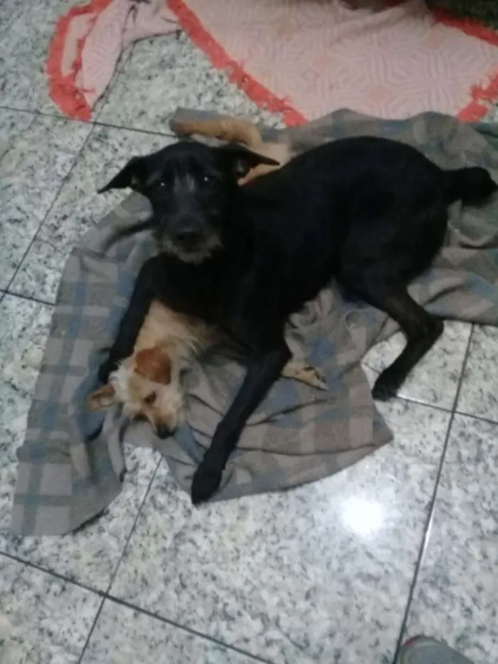 Cachorro ra a Puldo com Basset idade 1 ano nome Lori 