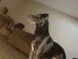 Lori