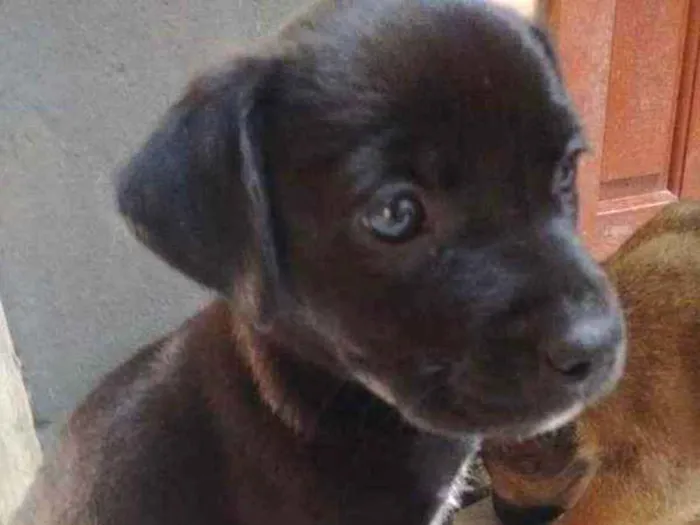 Cachorro ra a American (mãe) idade Abaixo de 2 meses nome Queen Latifah