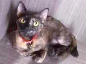 Gato raça srd idade 7 a 11 meses nome Pietra