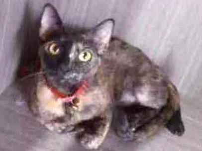 Gato ra a srd idade 7 a 11 meses nome Pietra