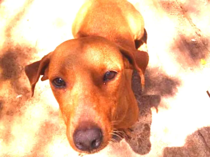 Cachorro ra a Vira lata idade 2 anos nome Sem nome 
