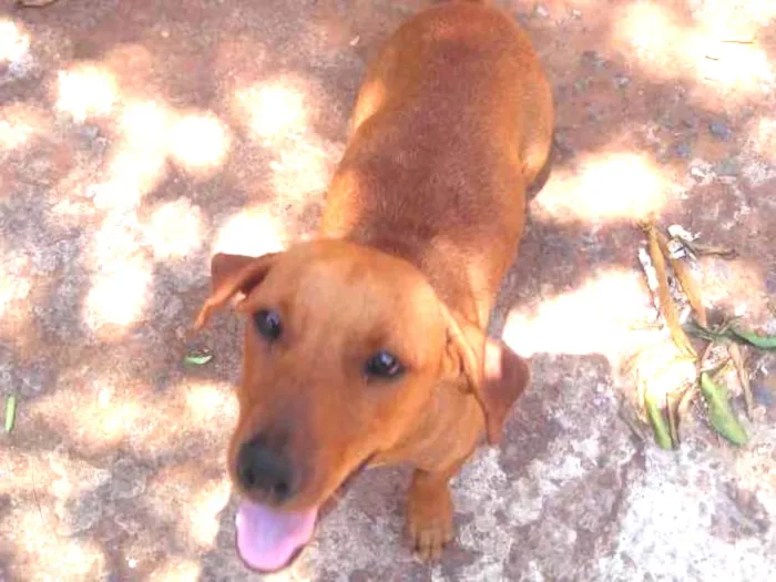 Cachorro ra a Vira lata idade 2 anos nome Sem nome 