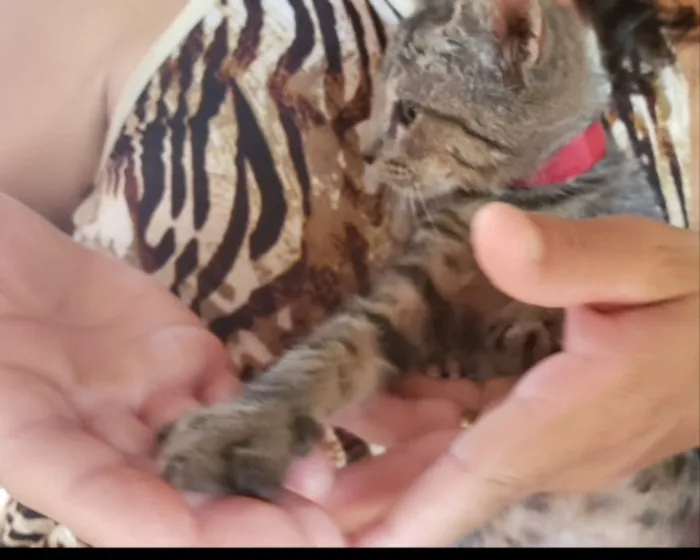 Gato ra a SRD idade 2 a 6 meses nome Rufinho 