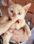 Bibi 