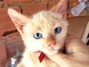 Gato raça SRD idade 2 a 6 meses nome Bibi 