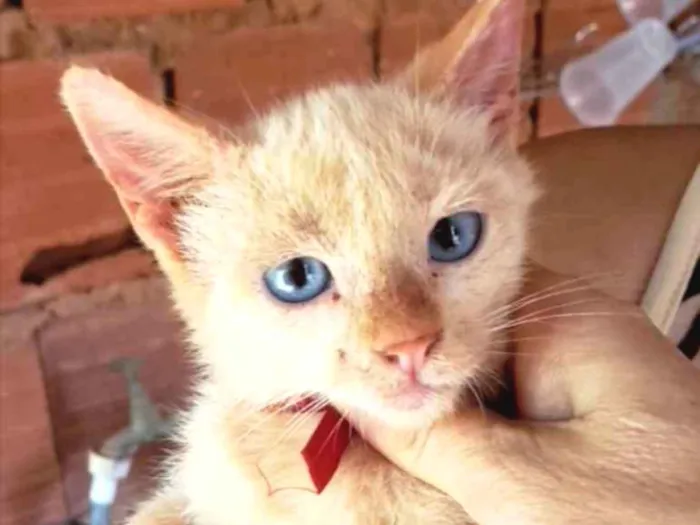 Gato ra a SRD idade 2 a 6 meses nome Bibi 