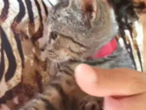 Gato raça SRD idade 2 a 6 meses nome Rufinho 