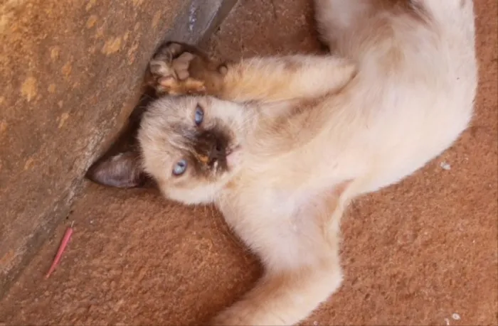 Gato ra a Siamesa  idade 2 a 6 meses nome Melissa
