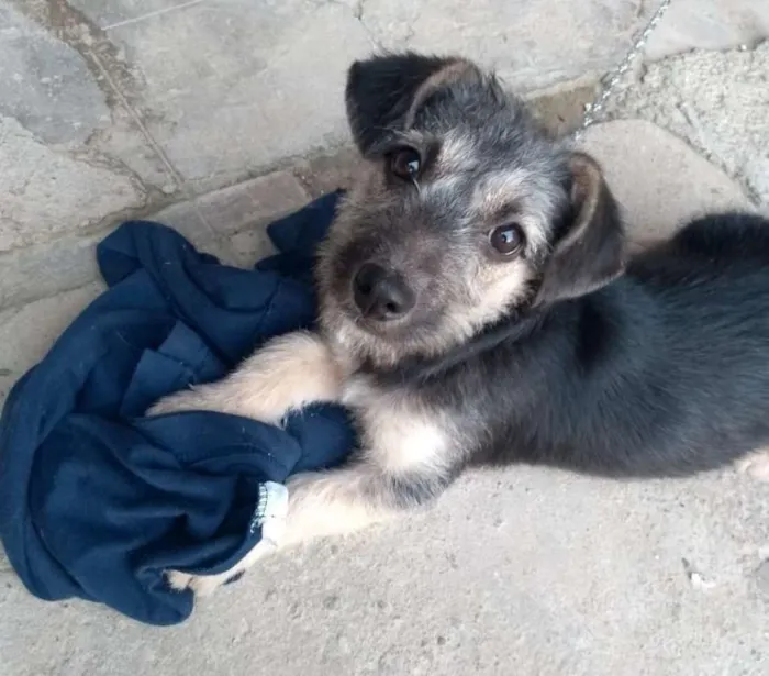 Cachorro ra a  idade 2 a 6 meses nome Kika Bebezinha
