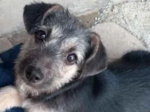 Cachorro raça  idade 2 a 6 meses nome Kika Bebezinha