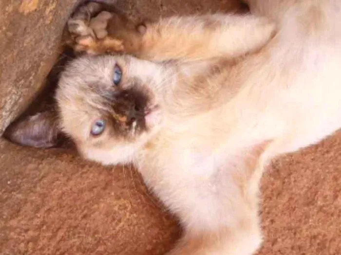 Gato ra a Siamesa  idade 2 a 6 meses nome Melissa