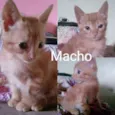 Gatos filhotes 