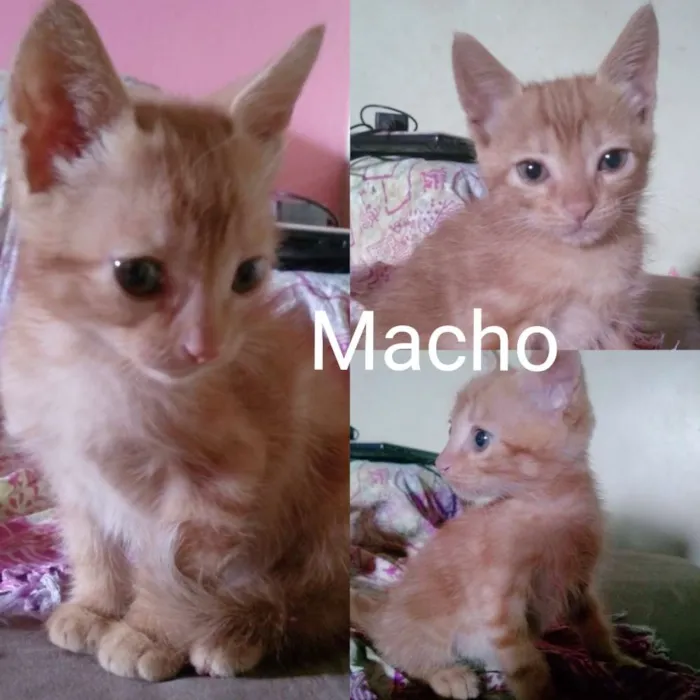 Gato ra a Misturada idade Abaixo de 2 meses nome Gatos filhotes 