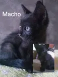 Gatos filhotes 