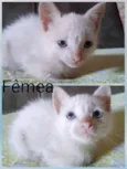 Gatos filhotes 