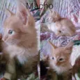 Gatos filhotes 