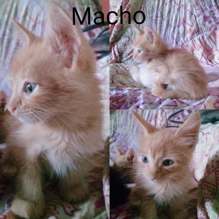 Gato ra a Misturada idade Abaixo de 2 meses nome Gatos filhotes 