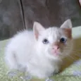 Gatos filhotes 