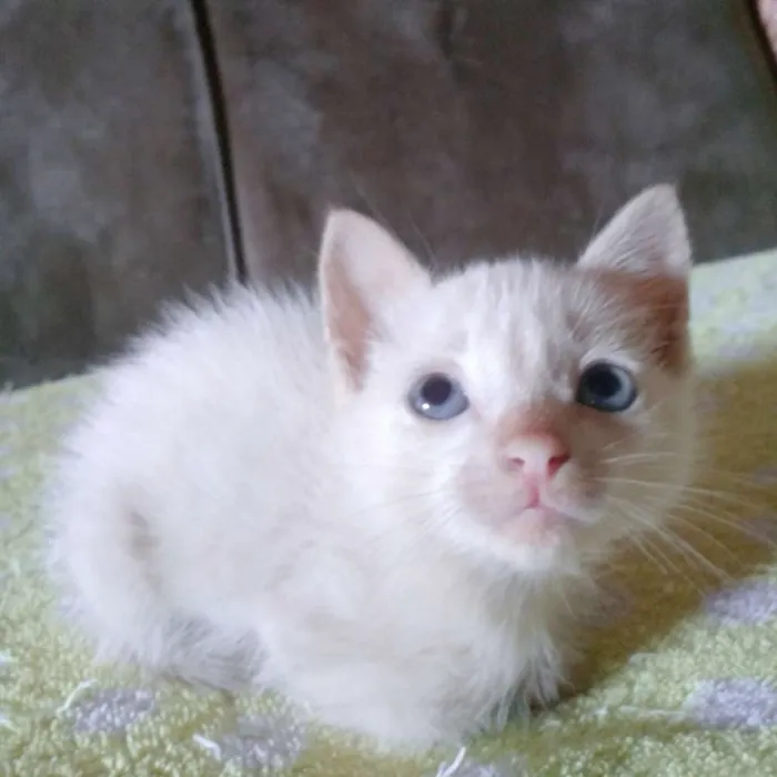 Gato ra a Misturada idade Abaixo de 2 meses nome Gatos filhotes 