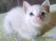 Gatos filhotes 