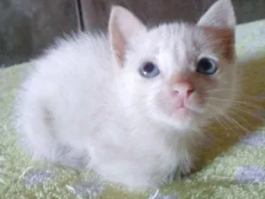 Gato raça Misturada idade Abaixo de 2 meses nome Gatos filhotes 