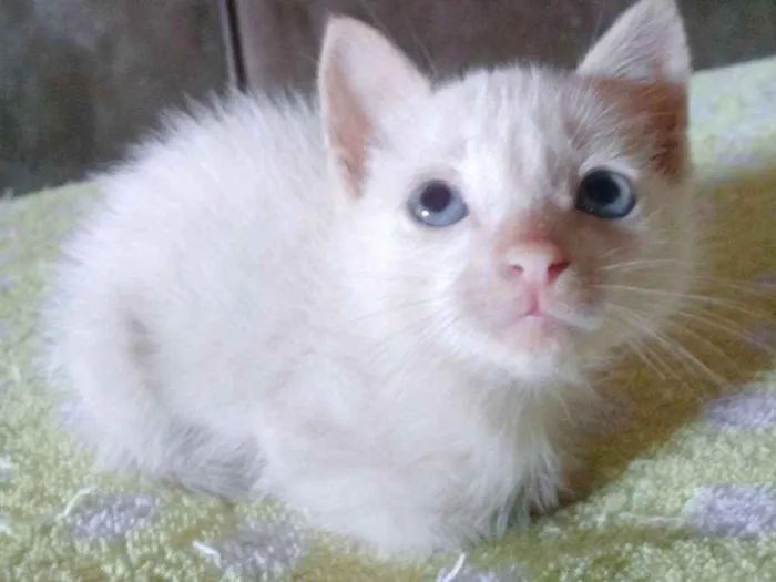 Gato ra a Misturada idade Abaixo de 2 meses nome Gatos filhotes 