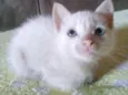 Gatos filhotes
