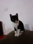 Coruja