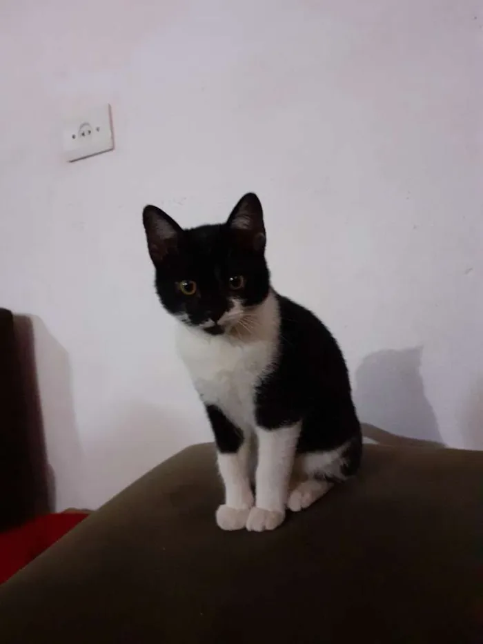 Gato ra a Indefinida idade 2 a 6 meses nome Coruja