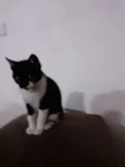 Coruja