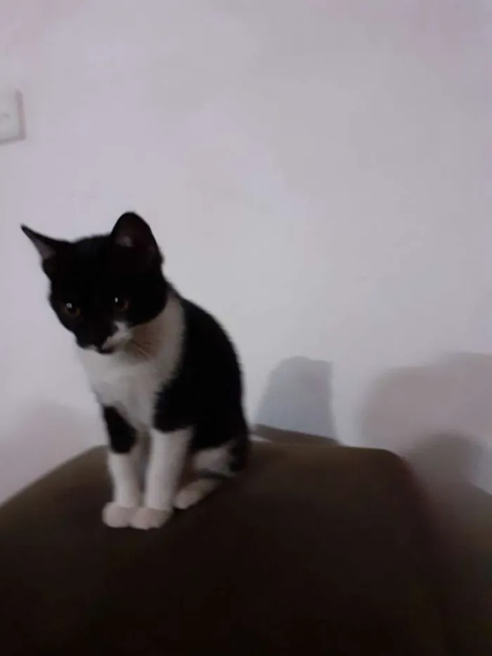 Gato ra a Indefinida idade 2 a 6 meses nome Coruja