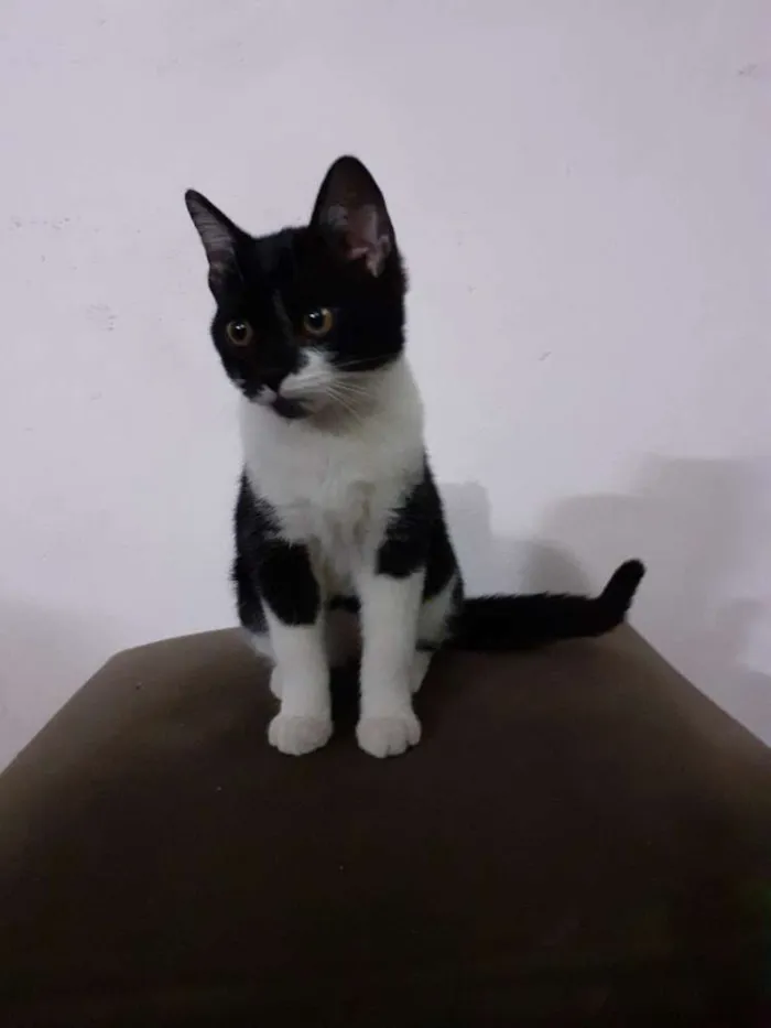 Gato ra a Indefinida idade 2 a 6 meses nome Coruja