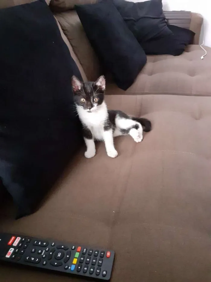 Gato ra a Indefinida idade 2 a 6 meses nome Coruja