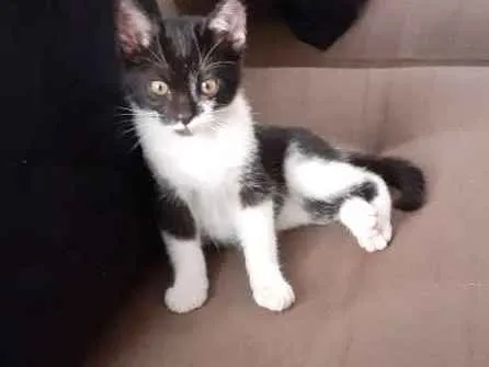 Gato ra a Indefinida idade 2 a 6 meses nome Coruja