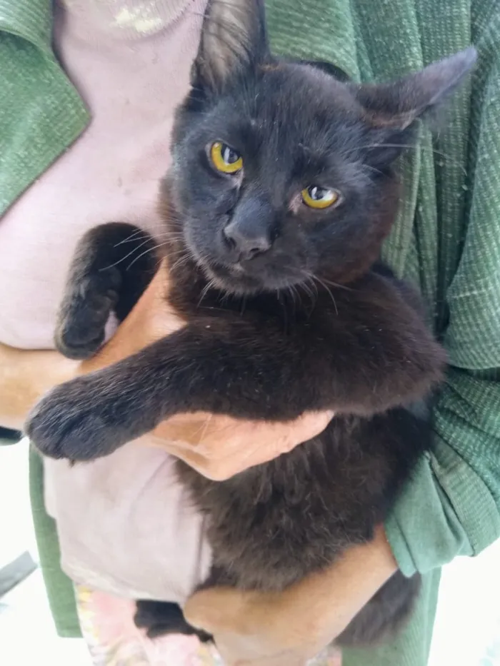Gato ra a Sem definição idade 2 a 6 meses nome Sem nome até ser ado