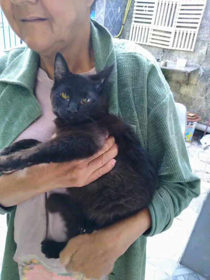 Gato ra a Sem definição idade 2 a 6 meses nome Sem nome até ser ado
