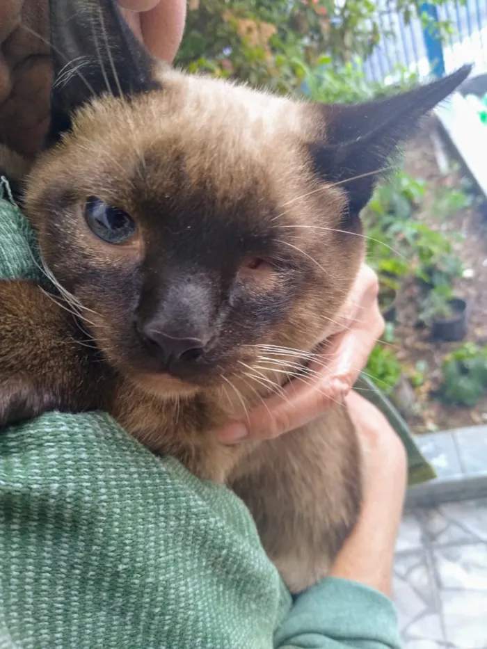 Gato ra a Sem definição idade 2 a 6 meses nome Sem nome até ser ado